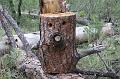 Left by tree clearing crew